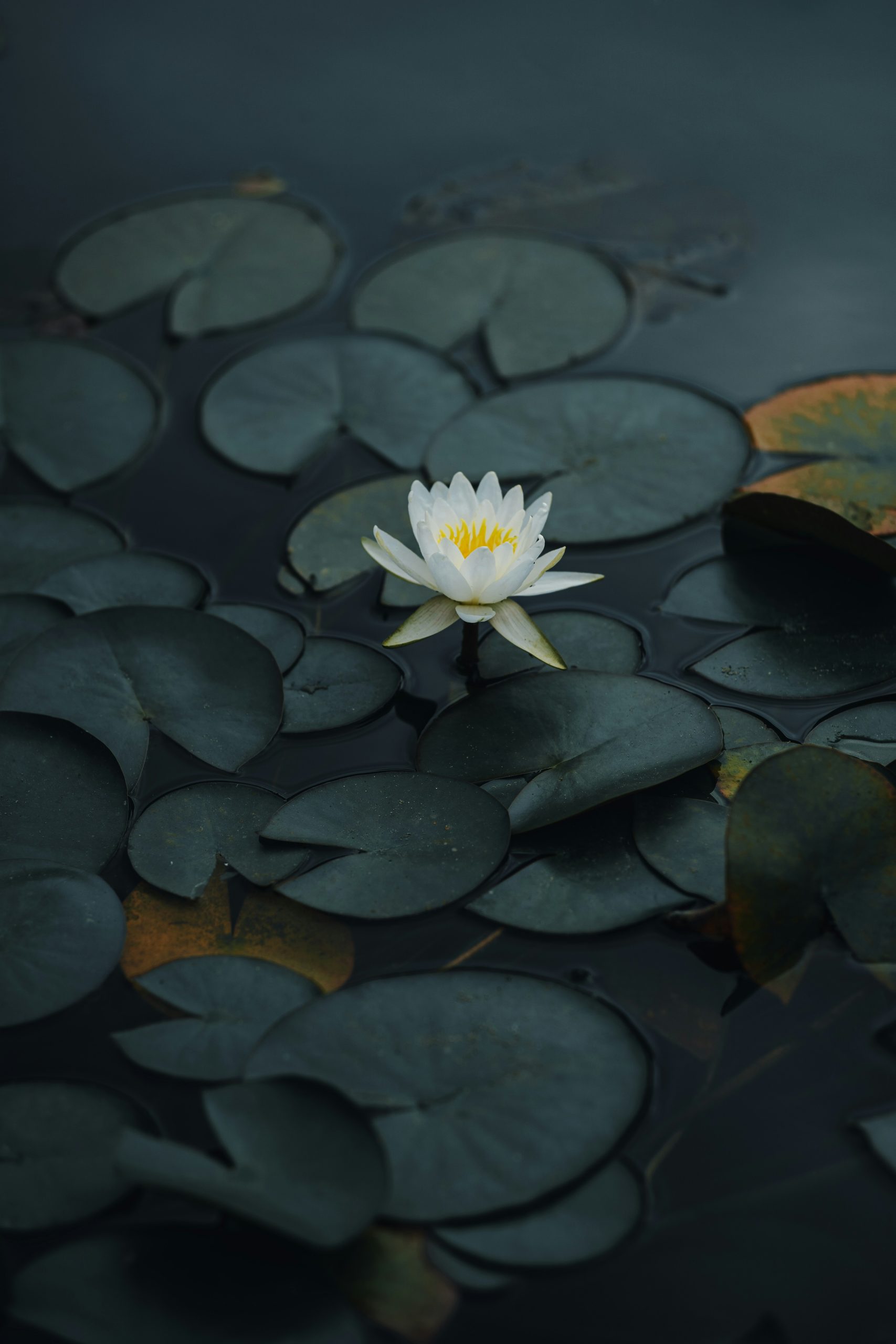 White water lily among green lily pads